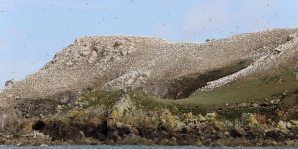 Colonie de fous de Bassan sur l'île Rouzic