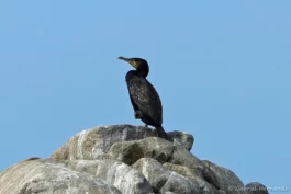 Grand cormoran