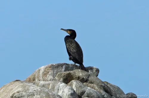 Grand cormoran