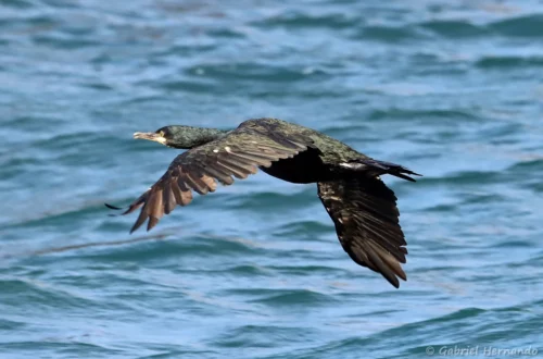 Cormoran huppé atlantique
