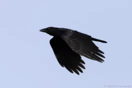 Corneille noire en vol