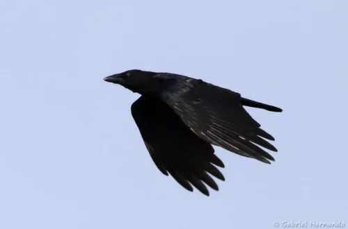 Corneille noire en vol