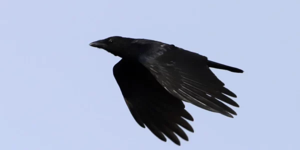 Corneille noire en vol