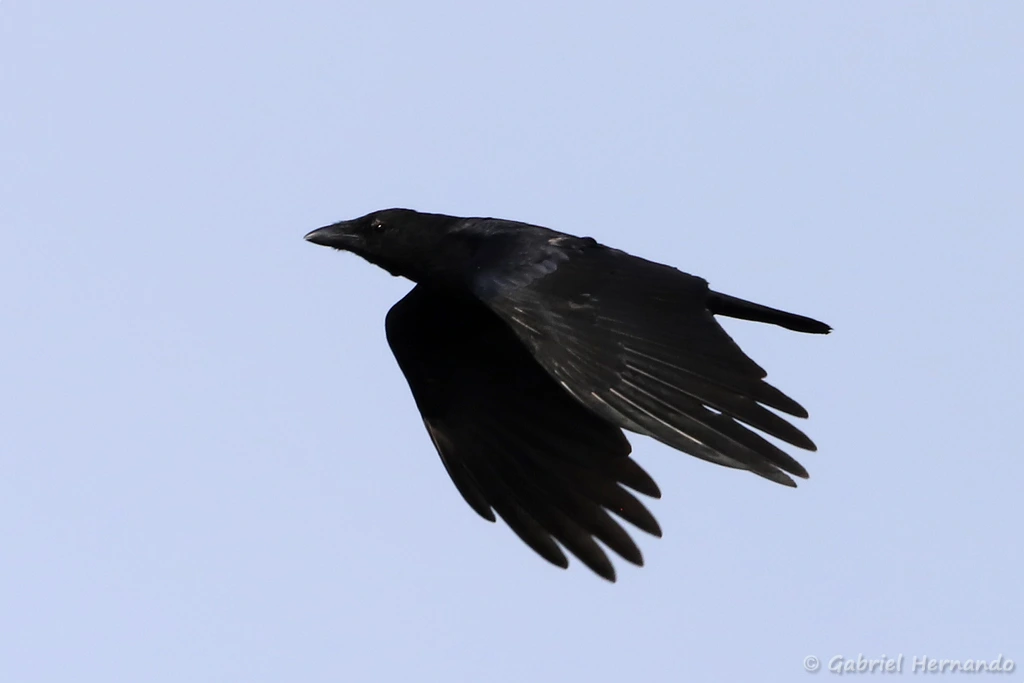 Corneille noire en vol