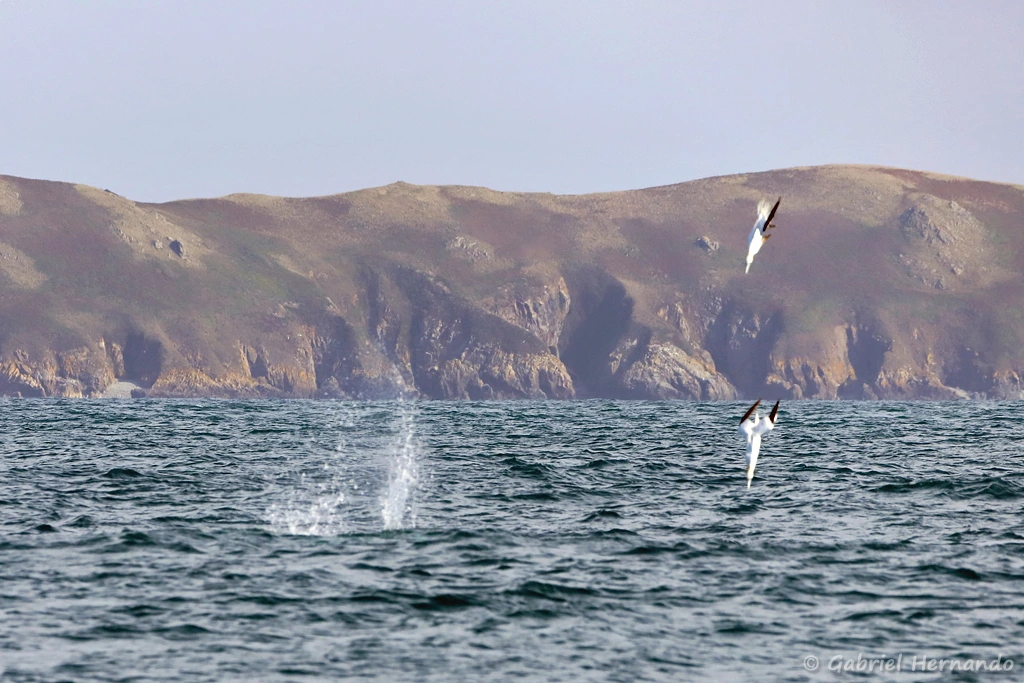 Plongeons spectaculaires des Fous de Bassan