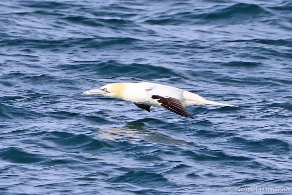 Fou de Bassan volant au raz de l'eau
