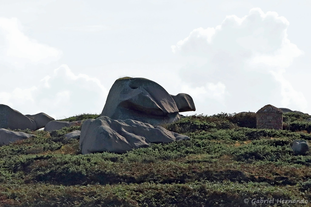 Une tortue