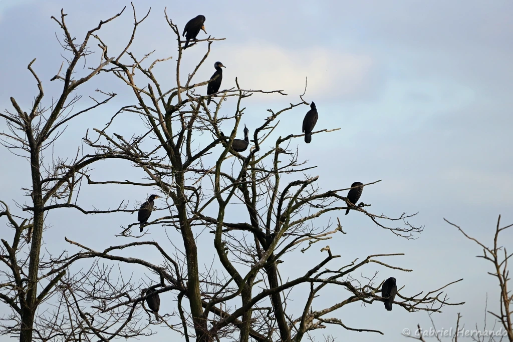 Grands cormorans