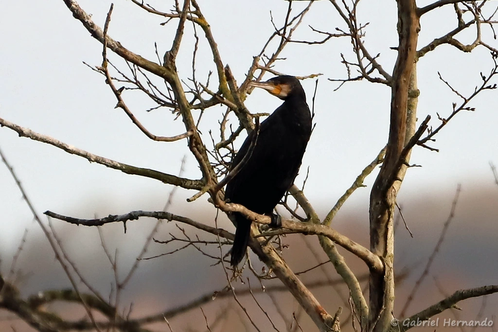 Grand cormoran