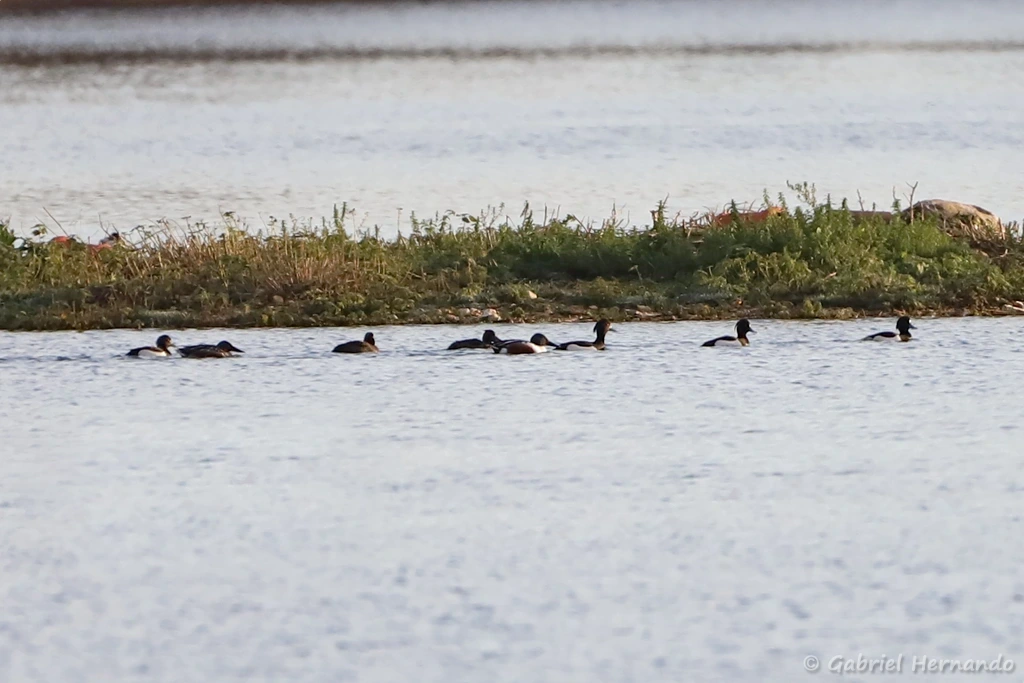 Fuligule morillon et canards souchets
