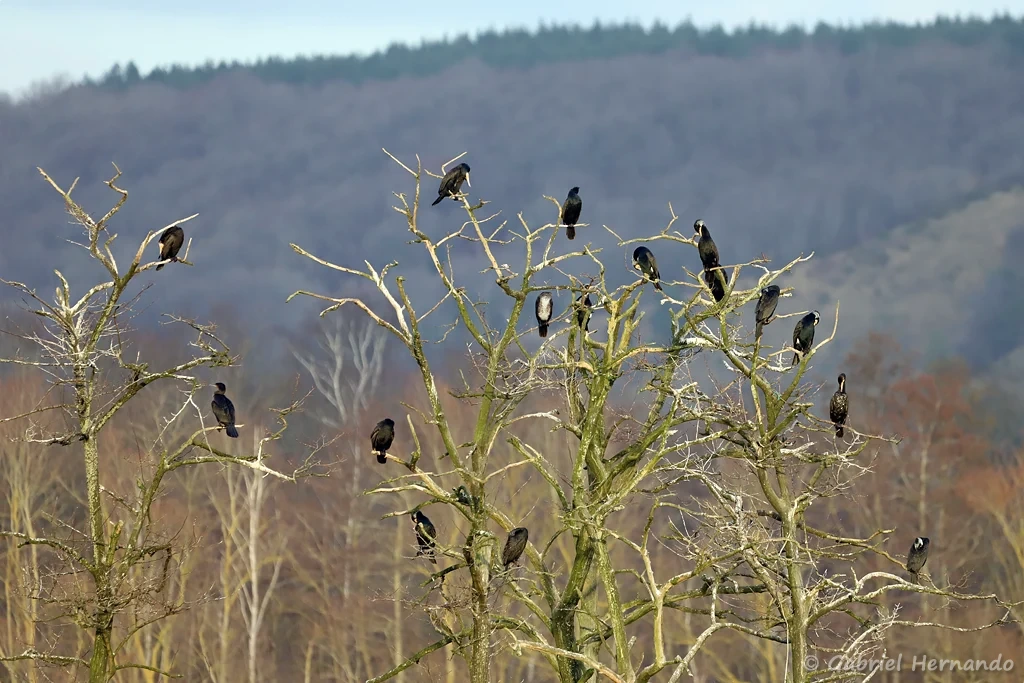 Grands cormorans
