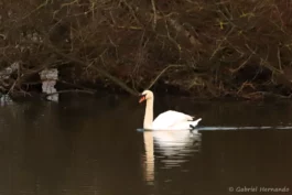 Cygne tuberculé - Cygnus olor