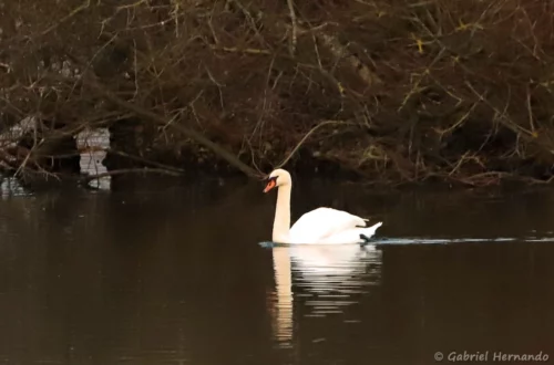 Cygne tuberculé - Cygnus olor