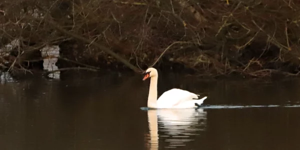 Cygne tuberculé - Cygnus olor