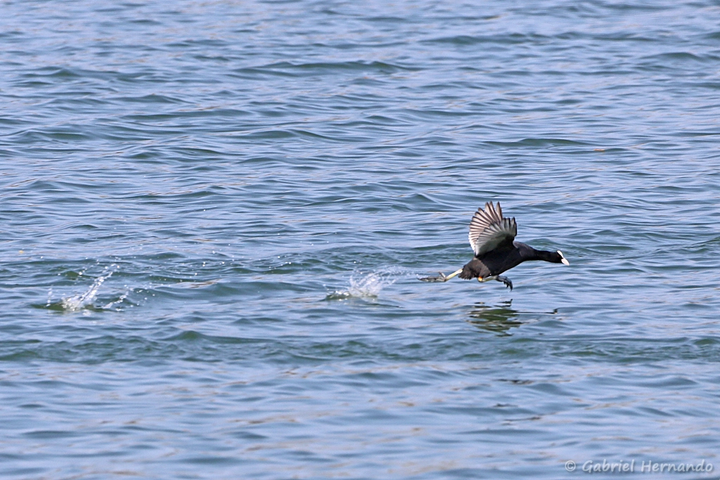 Foulque macroule courant sur l'eau pour prendre son envol