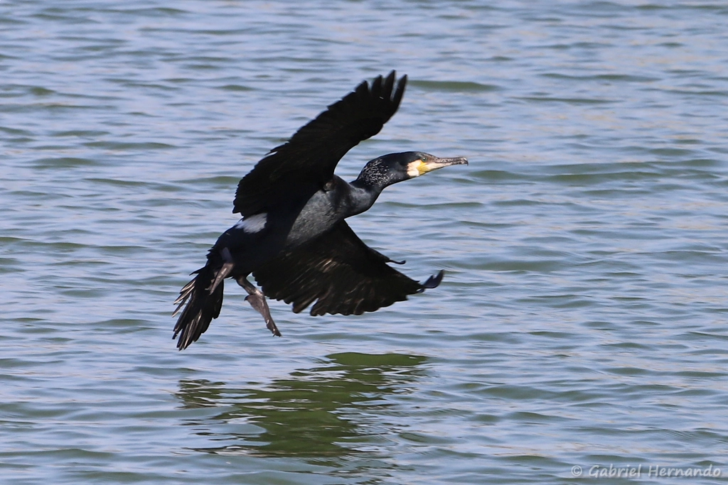 Grand cormoran