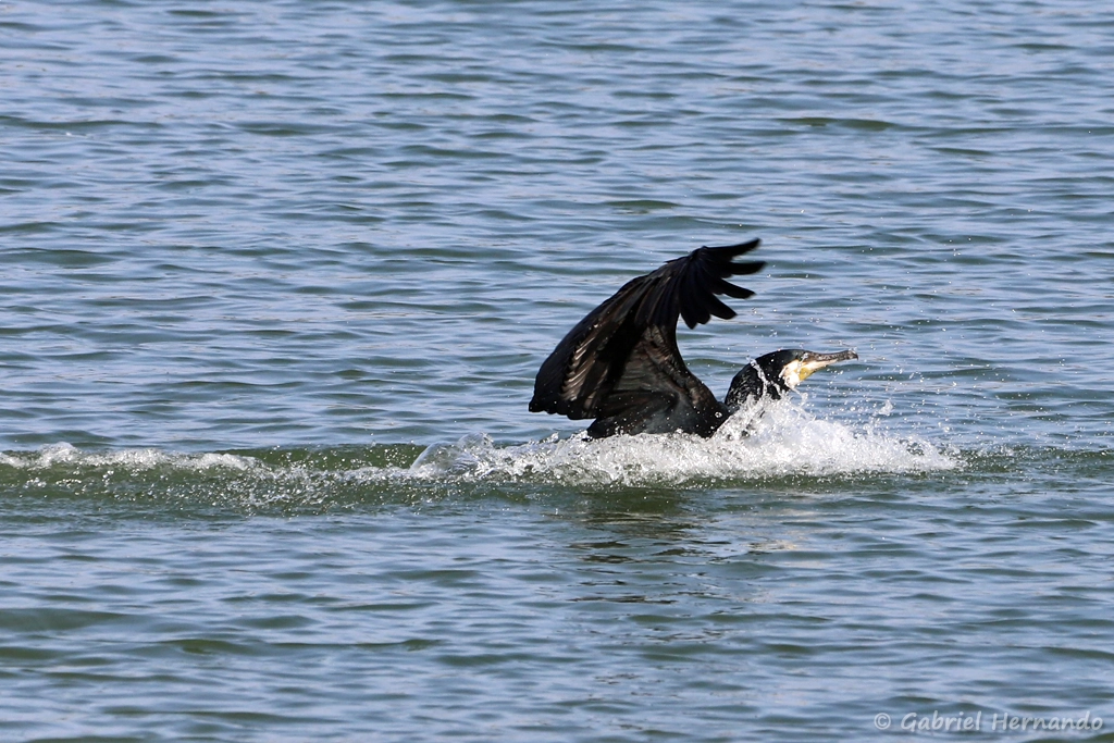 Grand cormoran
