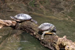 Tortue de Floride - Trachemys scripta elegans