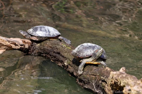Tortue de Floride - Trachemys scripta elegans