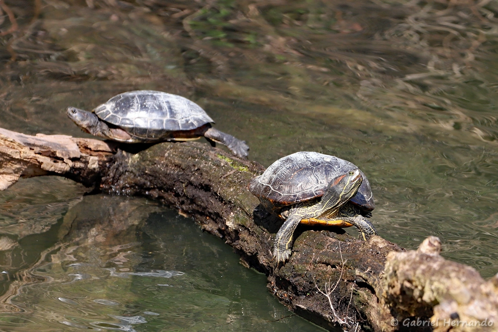 Tortue de Floride - Trachemys scripta elegans