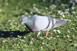 Pigeon biset