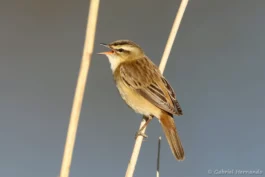 Phragmite des joncs