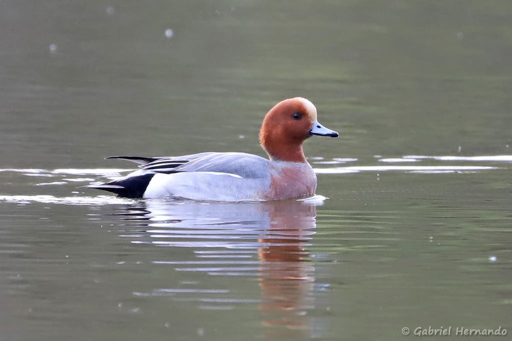 Canard siffleur