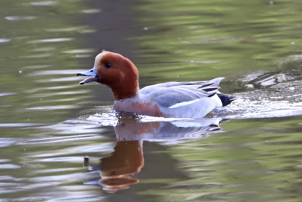 Canard siffleur