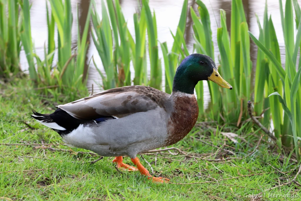 Canard colvert