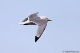 Vol de la mouette tridactyle