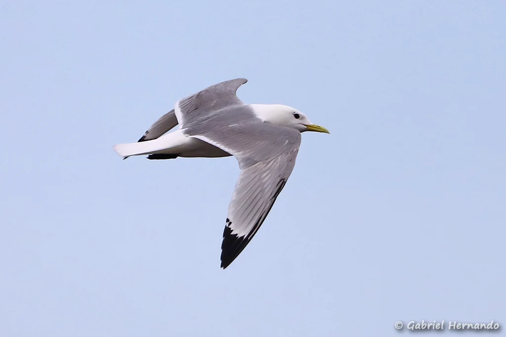Vol de la mouette tridactyle
