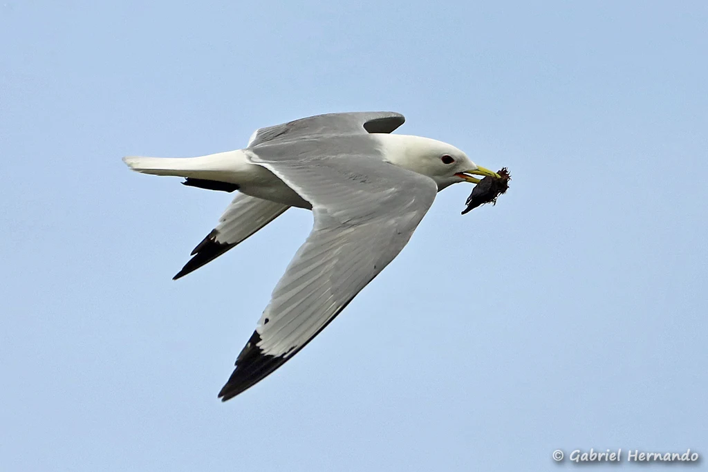 Mouette tridactyle transportant du matériel pour son nid