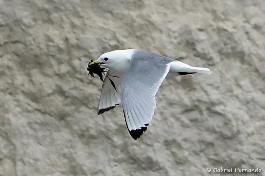 Mouette tridactyle transportant du matériel pour son nid