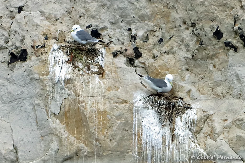 Mouette tridactyle nichant dans les falaises