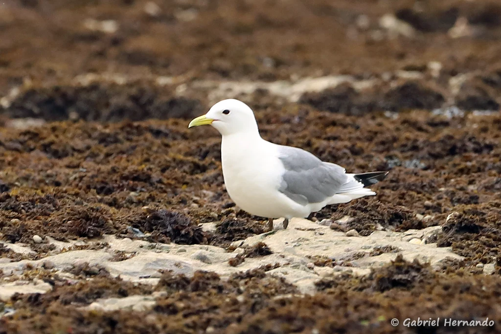 Mouette tridactyle