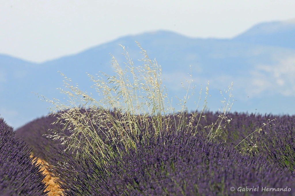Herbes folles dans la lavande