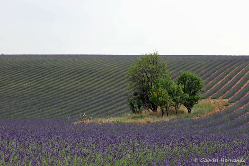 Un bosquet au milieu du champs de lavandin