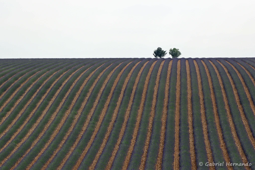 Champs de lavandin