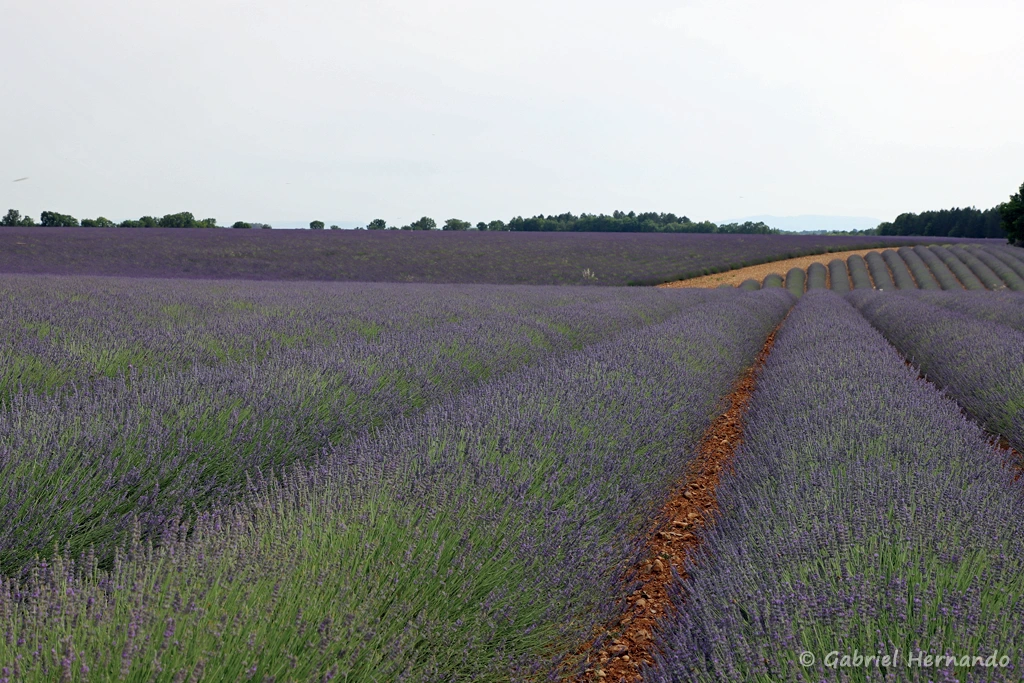 Champs de lavandin