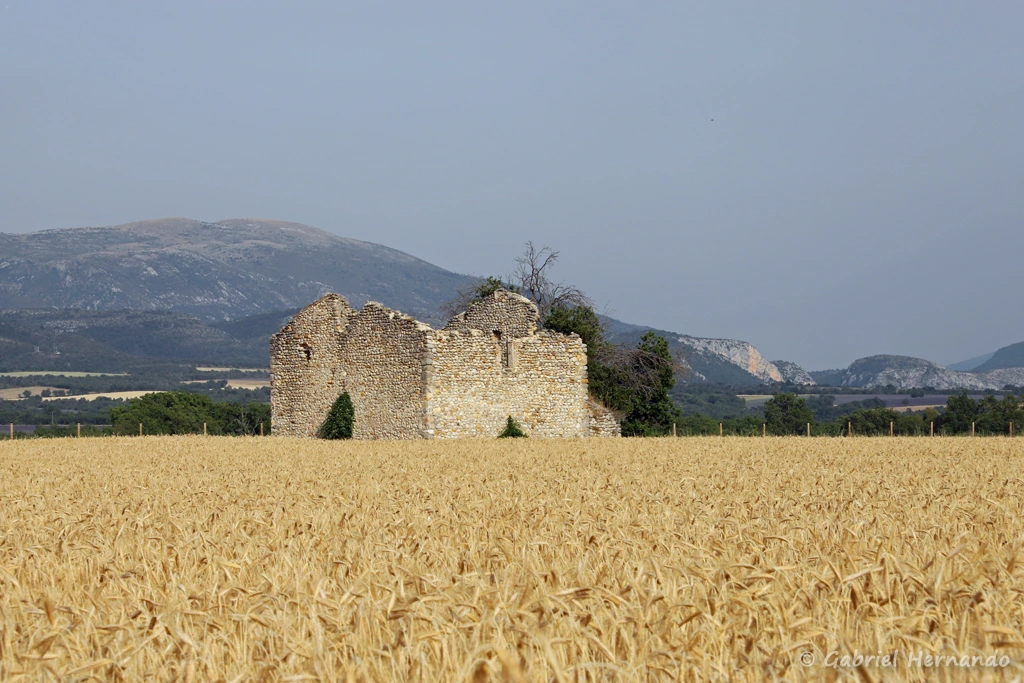 Vieille bâtisse et champs de blé