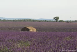 Vieille bâtisse au milieu du lavandin