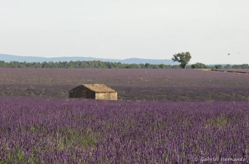 Vieille bâtisse au milieu du lavandin