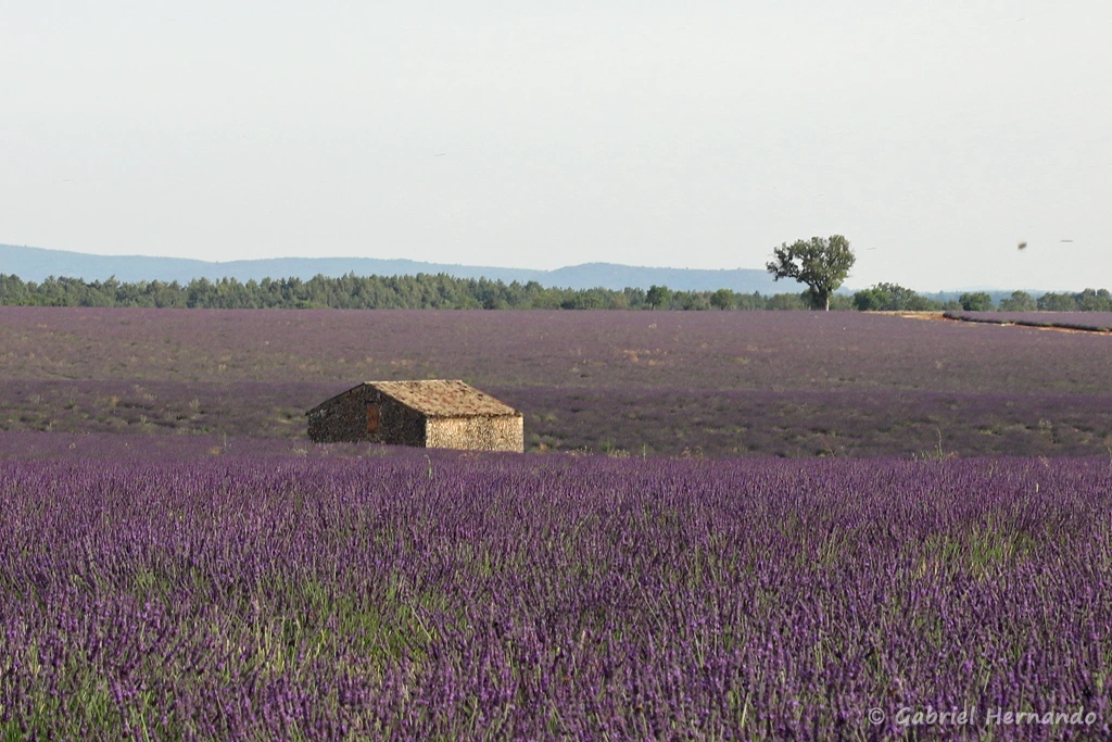 Vieille bâtisse au milieu du lavandin