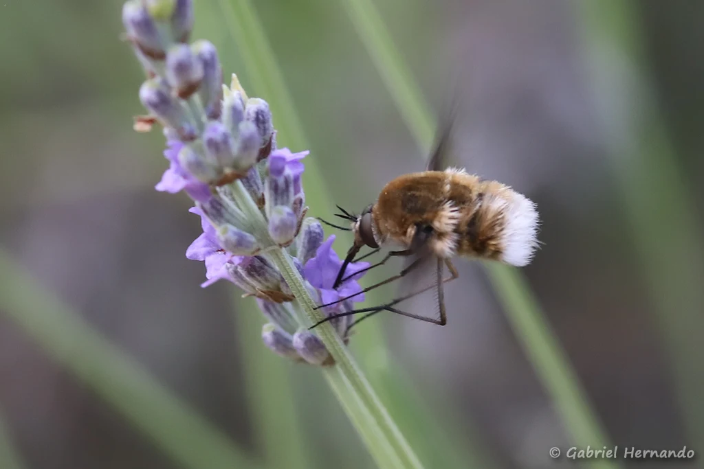 Bombyle porte croix