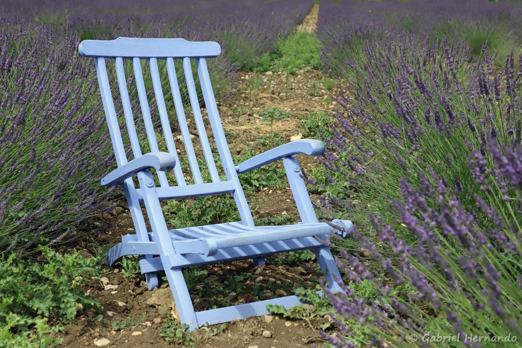Fauteuil dans le champ de lavande