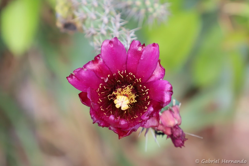Fleur d'Austrocylindropuntia vestita