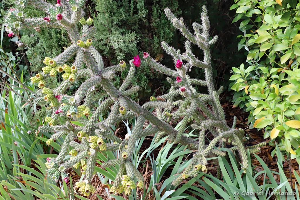Austrocylindropuntia vestita