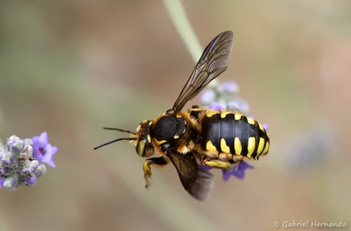 Anthidie florentine