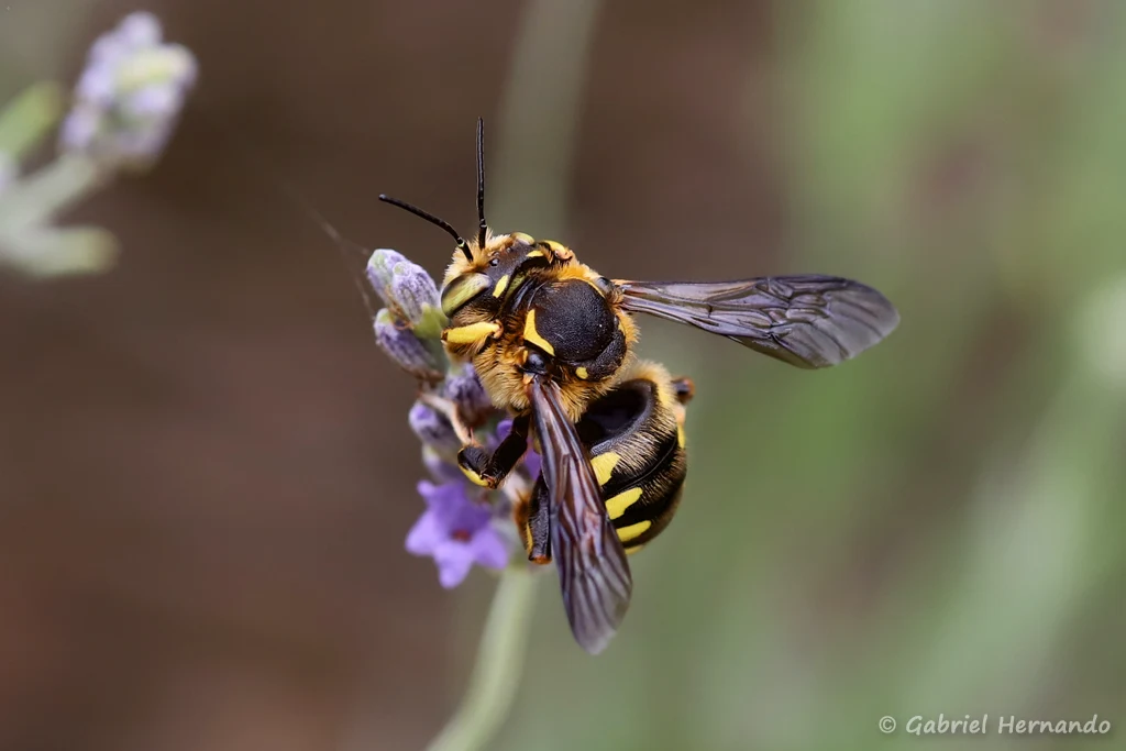 Anthidie florentine