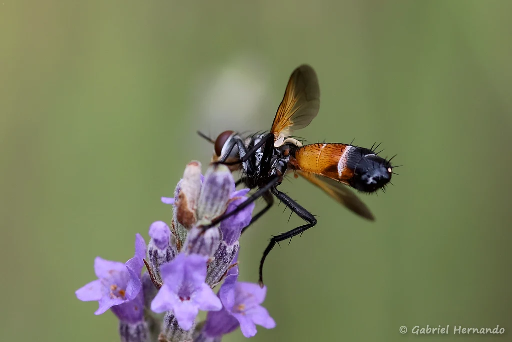 Cylindromyia rufifrons